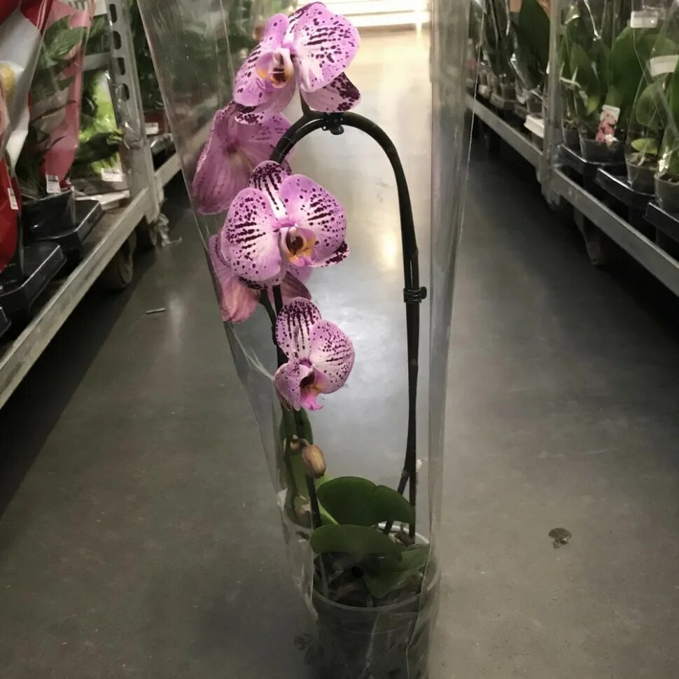 Orchids Delivery Orchid Delivery NYC Same Day Orchid Delivery In New York