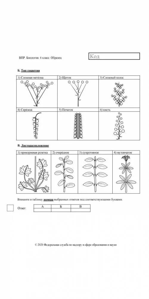 Решу впр тип. ВПР по биологии 6 класс 2020 год. ВПР биология 6 класс вариант 2020. ВПР по биологии за шестой класс 2020. ВПР по биологии 5 класс 2021 год.