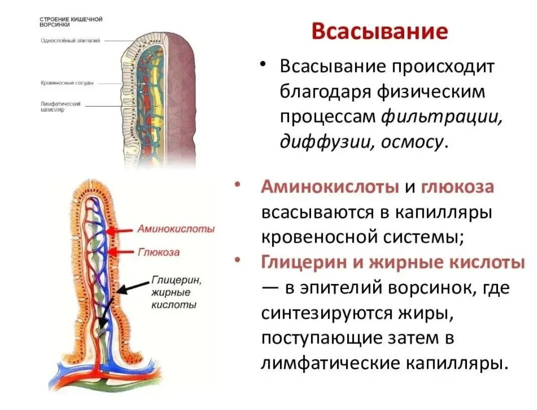 В тонкой кишке происходит всасывание в кровь. Всасывание веществ. Капилляр кишечной ворсинки. Глицерин и жирные кислоты всасываются в. Глицерин и жирные кислоты всасываются в лимфу.