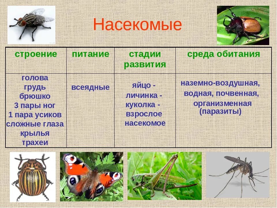 Среда обитания насекомых