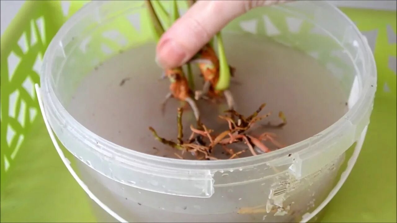 Как нарастить корни у антуриума. Антуриум корни.