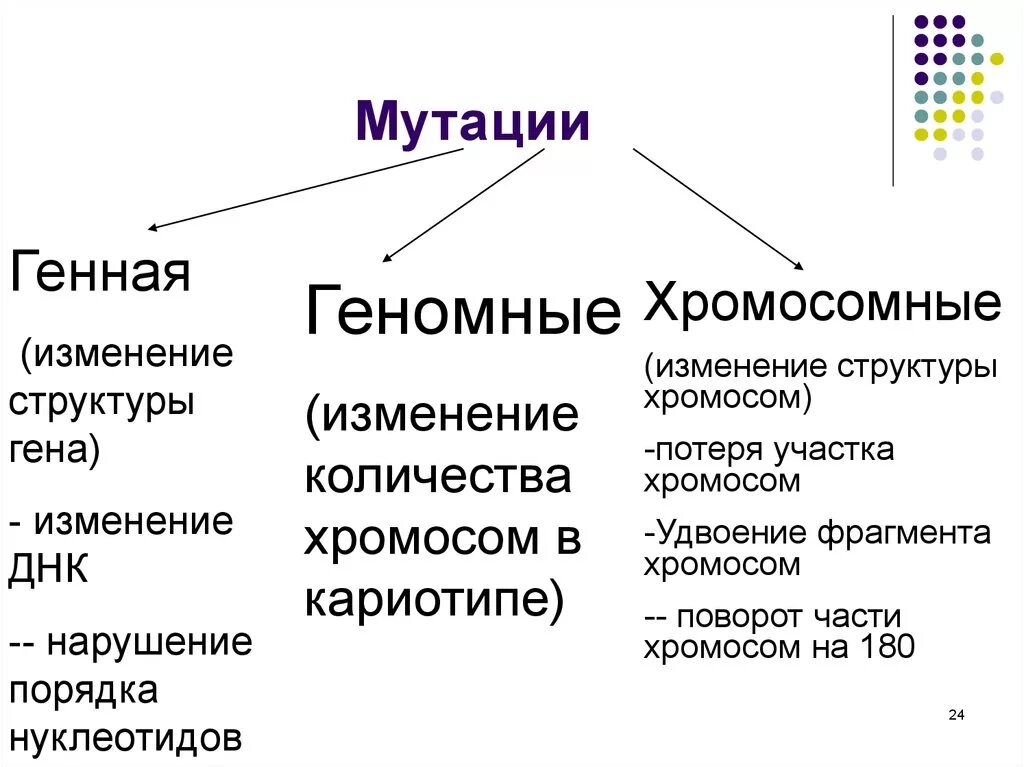 С изменением структуры хромосом связаны