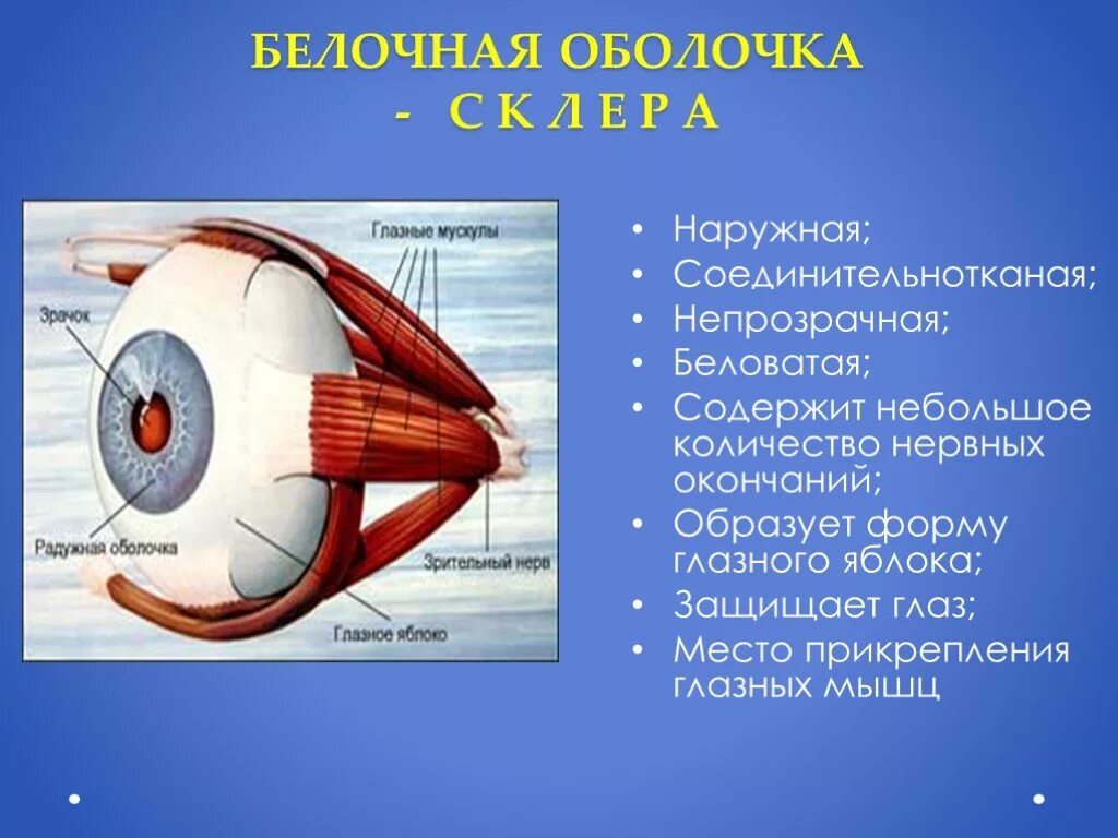 Белочная оболочка глаза человека. Белочная оболочка склера строение. Строение белочной оболочки глаза. Белочная оболочка глаза строение и функции. Зрительный анализатор белочная оболочка.