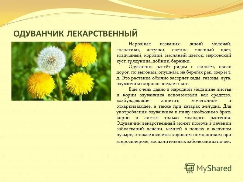 Вырос одуванчик первый молодой. Одуванчик лекарственный цветок.