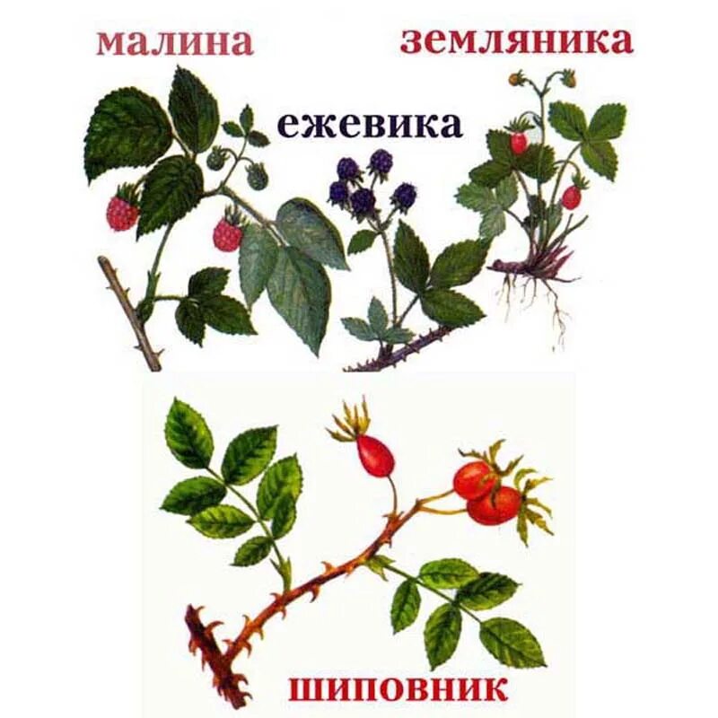 зачеркни лишнее малина шиповник клен папоротник