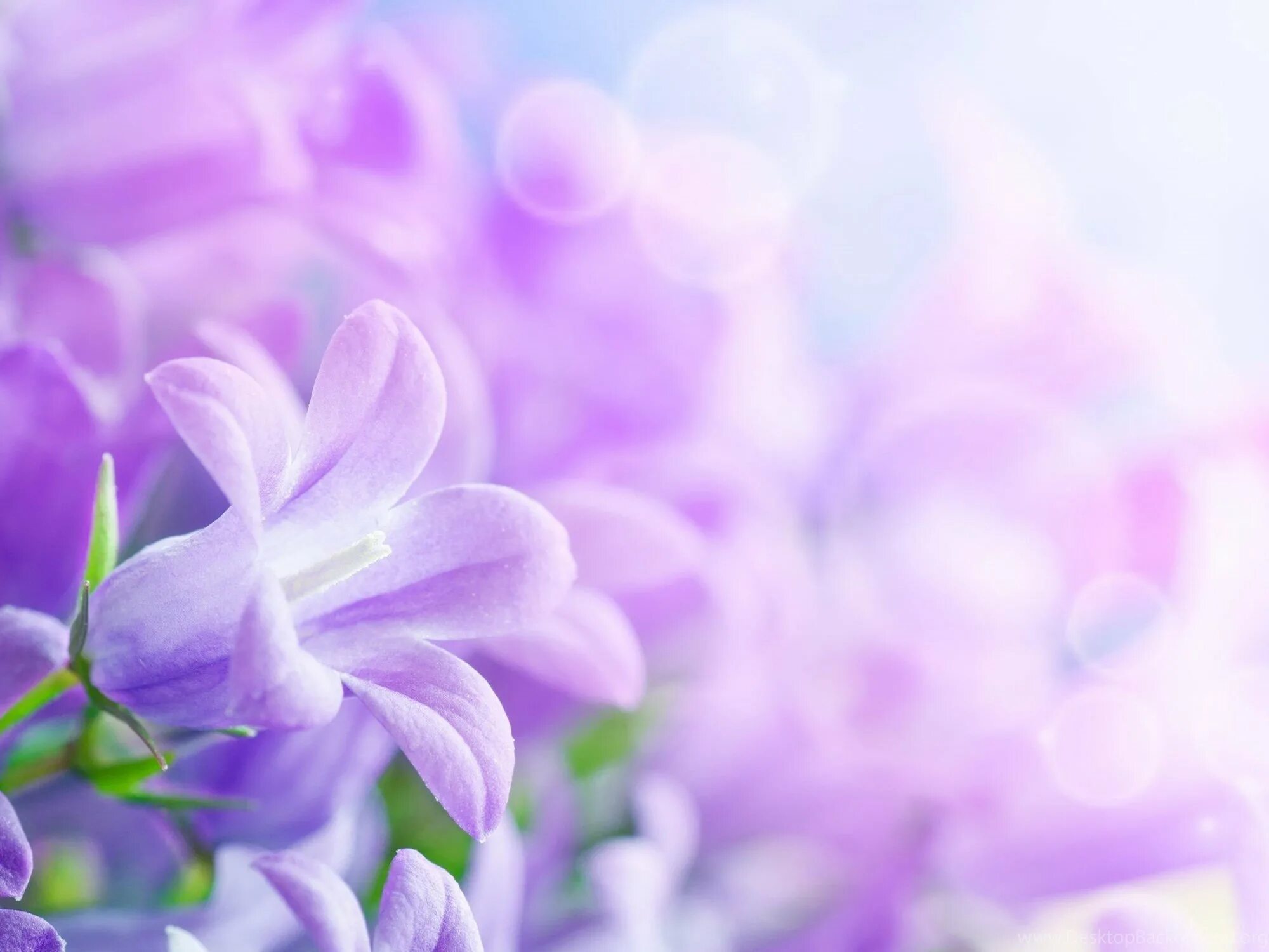 Нежный праздник песня. Фон цветы. Сиреневые цветы. Фиолетовые цветы. Нежно сиреневые цветы.