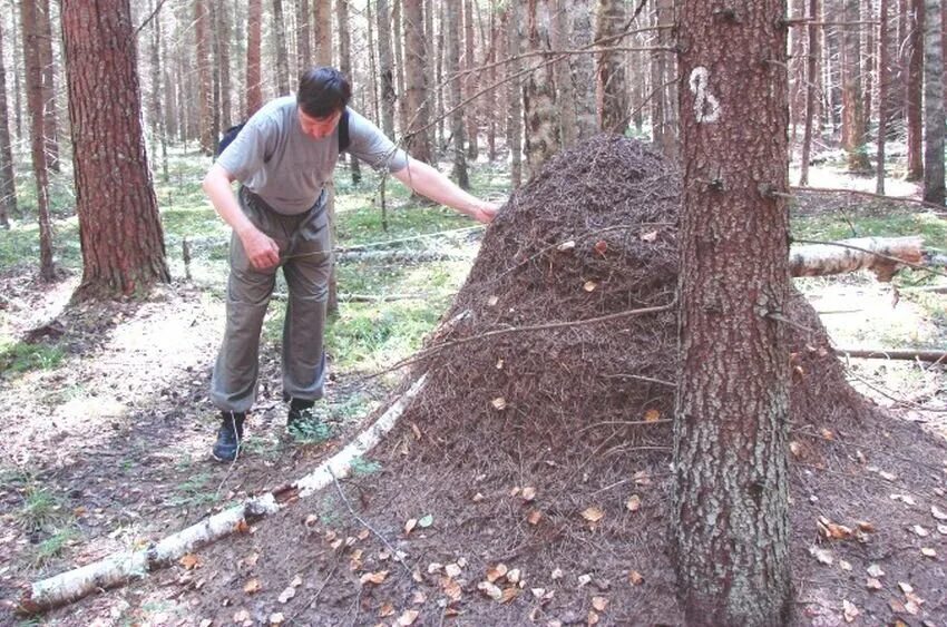 Солдат расположился на ночлег вблизи муравейника. Огромный Муравейник. Большие муравейники в лесу. Огромные Лесные муравьи. Ограждение муравейников в лесу.