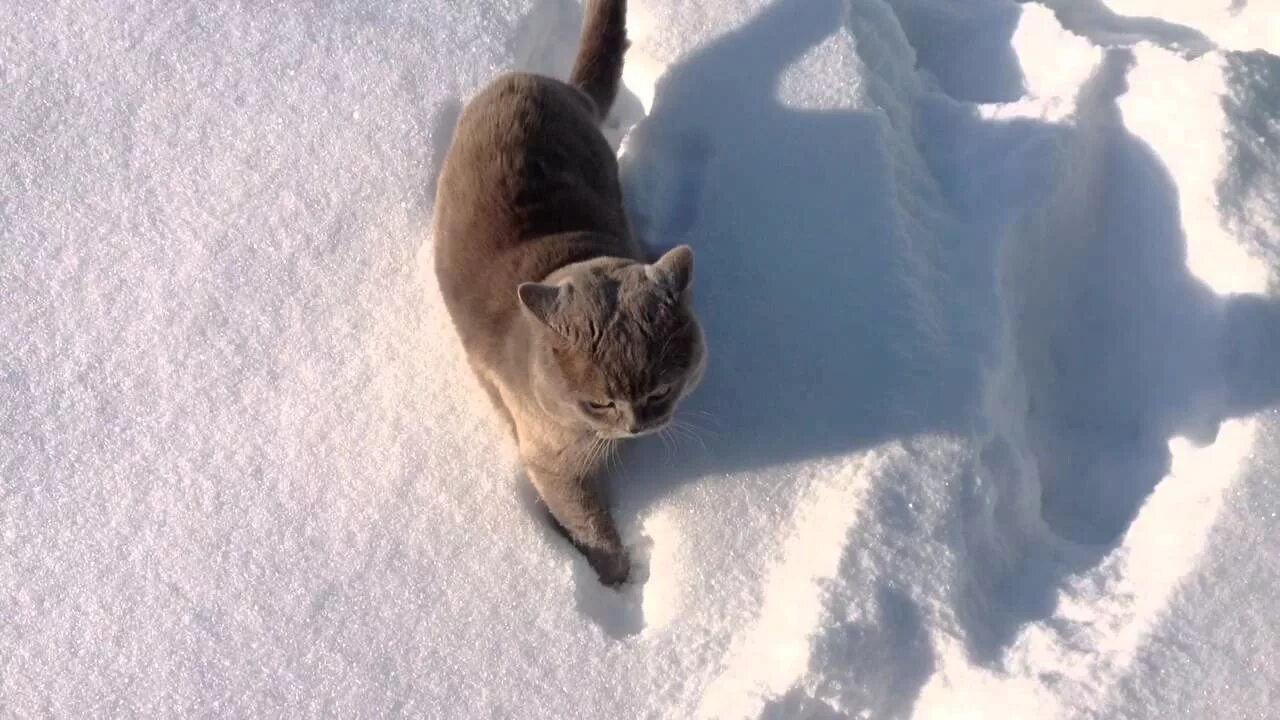 Елочка выдернула лапу из сугроба. Кот в снегу. Британец в снегу. Кошка на улице зимой. Британская кошка в снегу.