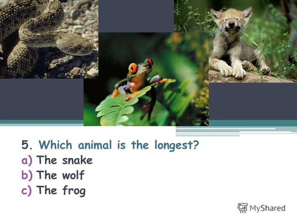 животные и континенты красивое название. There are a lot of russian tales about animals compare the animals. Which animals is better. Which animal is the biggest. Let's play which animal is better как выполнить упражнение.