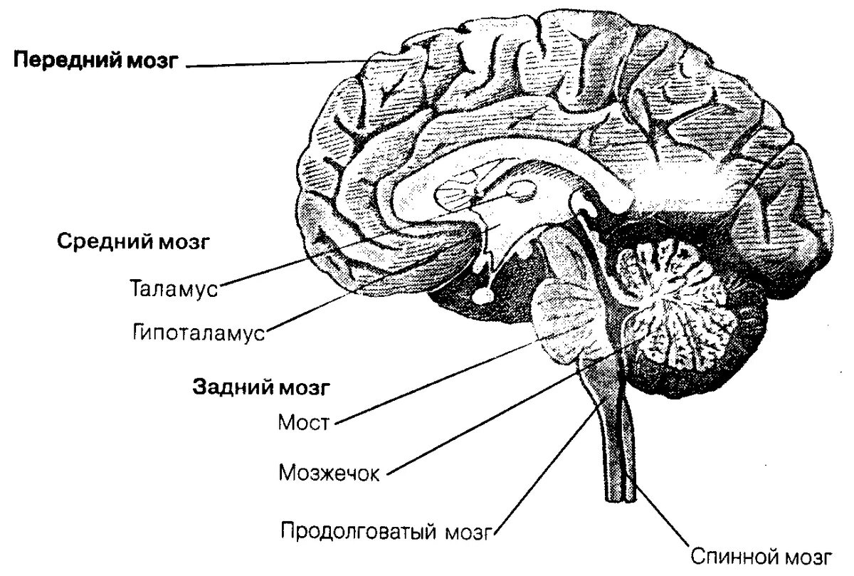 Головной мозг связан со. Схема строения отделов головного мозга. ЦНС головной мозг строение. Головной мозг строение анатомия схема. Спинной продолговатый и промежуточный мозг.