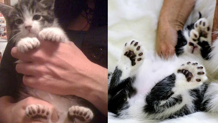 Сколько пальчиков у котика на лапке. Полидактилия у Мейн кунов. Шестипалый Мейн кун. Полидактилия у кошек. Котики с шестью пальцами.