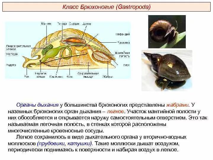 Чем дышат брюхоногие моллюски. Брюхоногие моллюски мантийная полость. брюхоногие общее строение. класс брюхоногие моллюски органы дыхания. общая характеристика брюхоногих моллюсков.