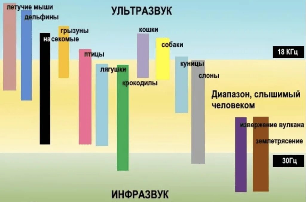 Какие частоты воспринимает человек. Диапазон звука и ультразвука. график инфразвук и ультразвук. восприятие ультразвука человеком. диапазон ультразвука в гц.