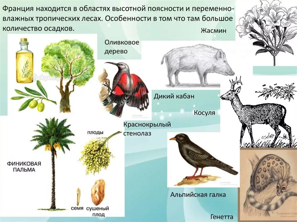 Растения высокой поясности. Области ВЫСОТНОЙ поясности растения. Области ВЫСОТНОЙ поясности животные. Области с высокой поясностью животные и растения. Растительный мир высокой поясности.