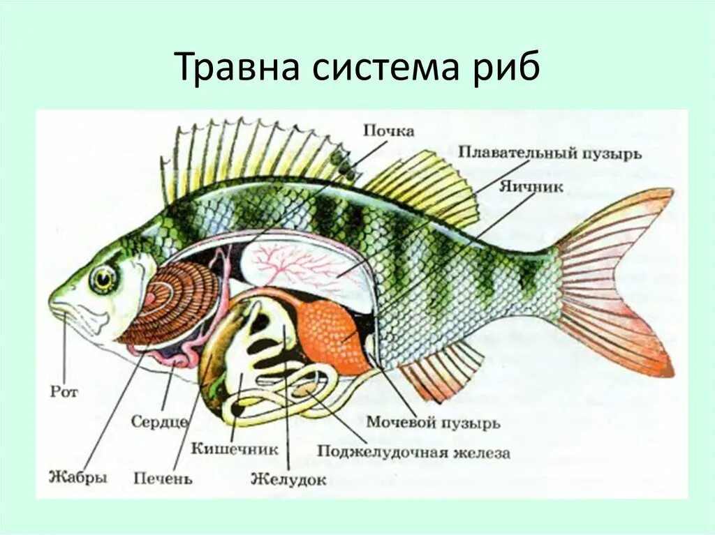 Какие системы органов у рыб. Пищеварительная система рыб. Пищеварительные железы у рыб. Пищеварительная система система окуня. Строение органов пищеварительной системы рыбы.