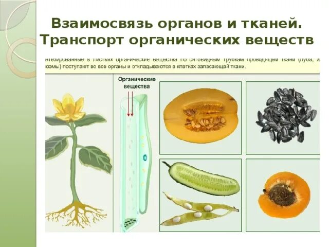 К какому типу относится изображенный организм. К какому типу относится изображенный организм