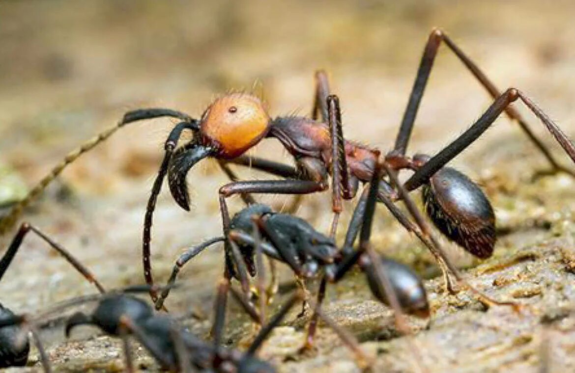 Название армейского муравья. Эцитоны Бурчелли. Муравьи Эцитоны Бурчелли. Эцитоны Бурчелли муравьи убийцы. Бродячие муравьи – Эцитоны.