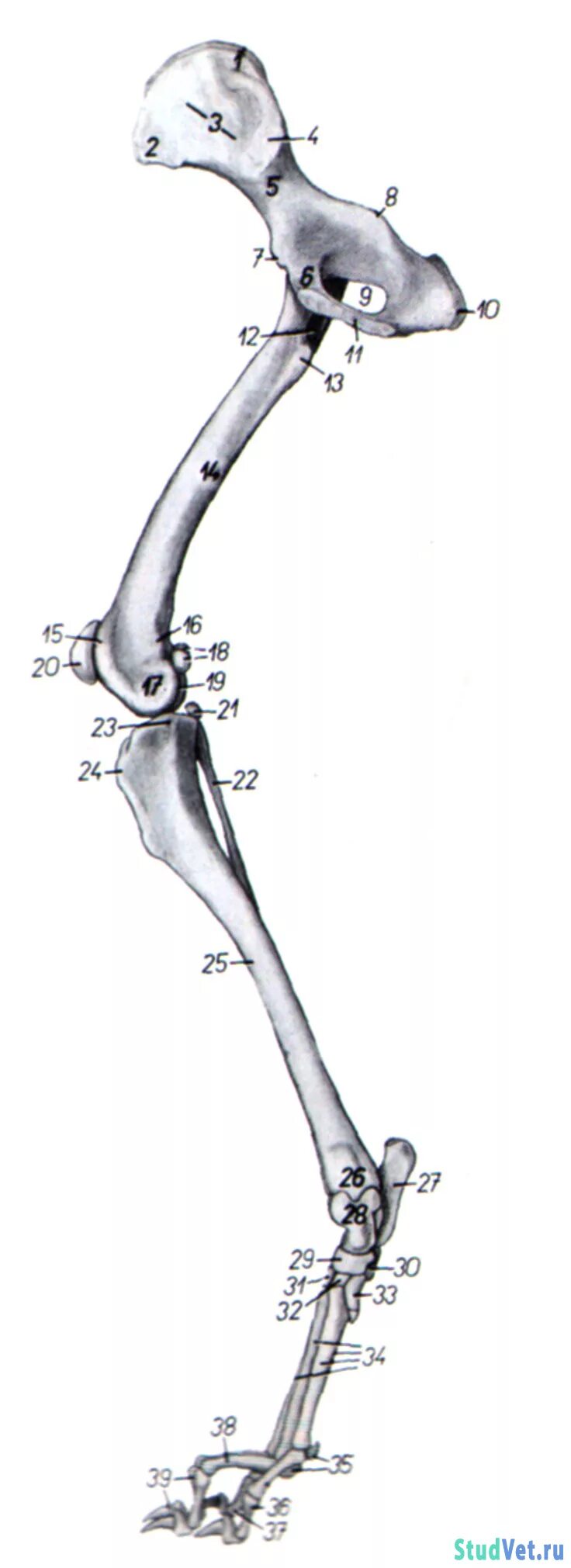 Скелет конечностей собаки