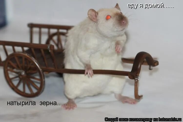 еду я домой натырила зерна. я ехала домой натырила зерна мультик. еду еду я домой натырила зерна. иду домой, напиздила зерна. симпатика таблетки.