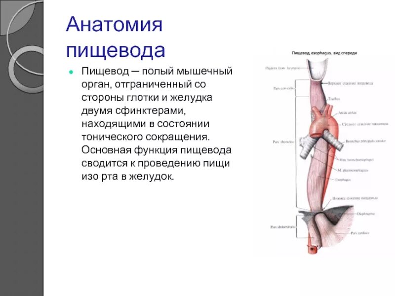 Глотка и пищевод особенности строения и функции. Пищевод строение и функции анатомия. Пищевод строение и функции кратко. Анатомические структуры пищевода.