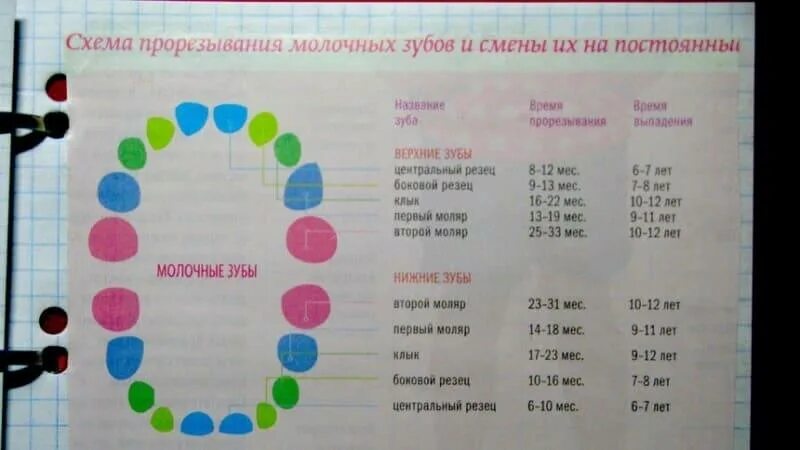 Смена молочных. График смены молочных зубов. схема смены молочных зубов на постоянные. таблица смены зубов. график смены зубов у детей.