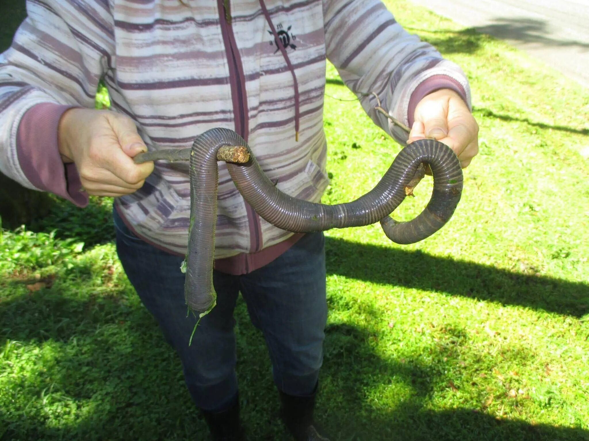 Земляной червь мегасколидес австралийский. Австралийский Земляной червь 3 метра. Большой Земляной червь выползок. Гигантский дождевой червь Австралии.