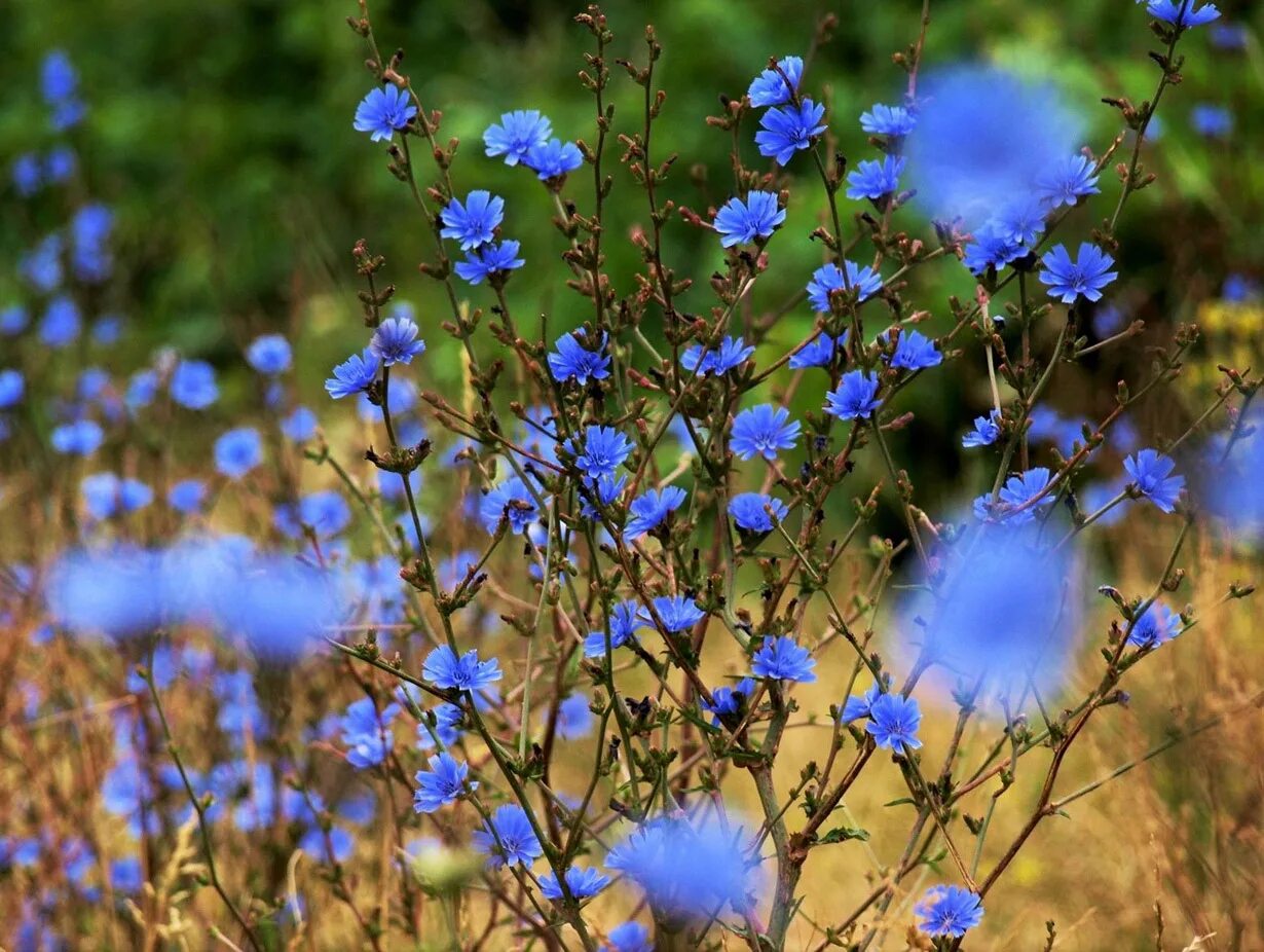 Цикорий Луговой. Луговой медонос синий. Голубые полевые цветы цикорий. Синие цветы полевые цикорий.