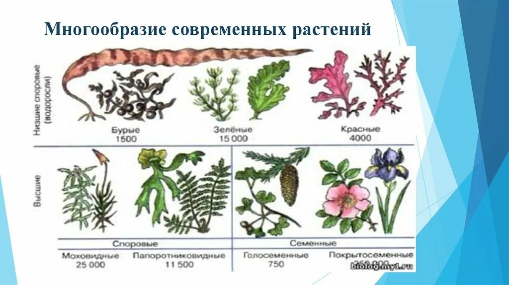 Растения города 7 класс биология конспект. Разнообразие отделов растений. Эволюция. Растения. Эволюция отделов растений. Многообразие растений схема.