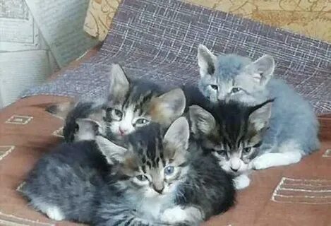 Авито уфа котята в добрые