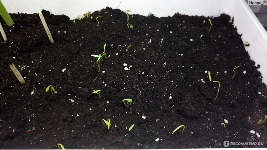 Как всходит кинза фото. Сколько всходят семена кинзы. Ростки кинзы. Рассада кориандра. Как всходит кинза.