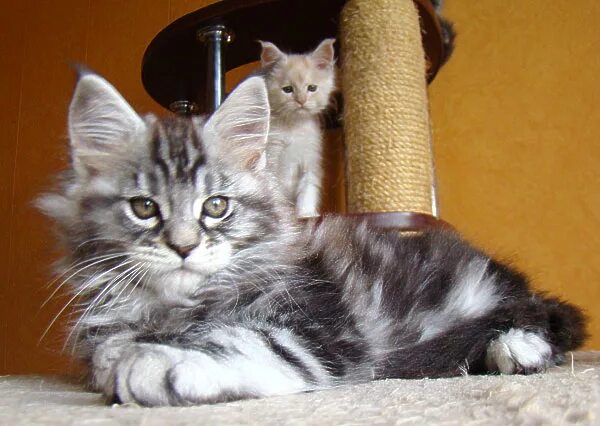 нозаки автор сёдзё-манги. два куна. два куна. два парня арты. два куна.