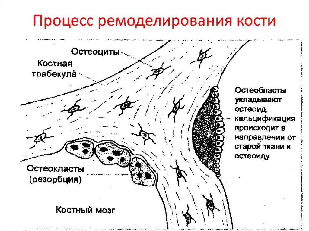 Маркер костной резорбции. Строение костной ткани остеобласты. Остеоциты костной ткани гистология. Резорбция костной ткани схема. Механизм резорбции костной ткани остеокластами.