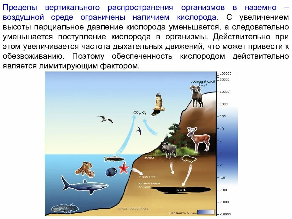 Распределение живых организмов. Адаптации к наземно-воздушной среде. Кислород наземно воздушная среда. Ограничивающие факторы наземно воздушной среды. От чего зависит распространение живых организмов