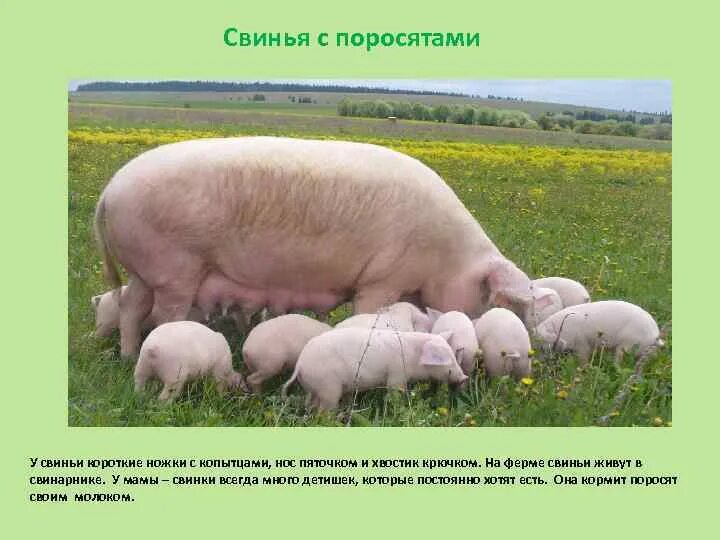 Украинская Степная белая свинья. Украинская белая порода свиней. Украинская Степная белая порода свиней. Поросята крупной белой породы. Степная свинья
