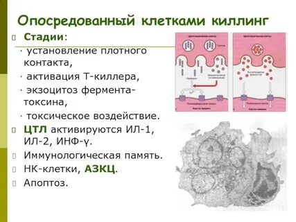 Клеточно опосредованный иммунный