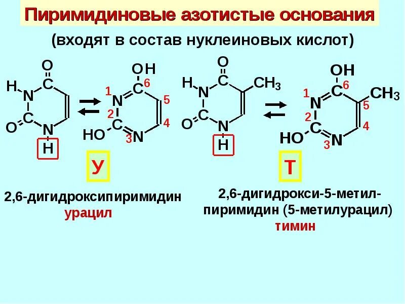 Формулы пиримидиновых азотистых оснований. Органические производные угольной кислоты. Формула пиримидиновых азотистых оснований РНК. Азотистые основания пуриновые и пиримидиновые.