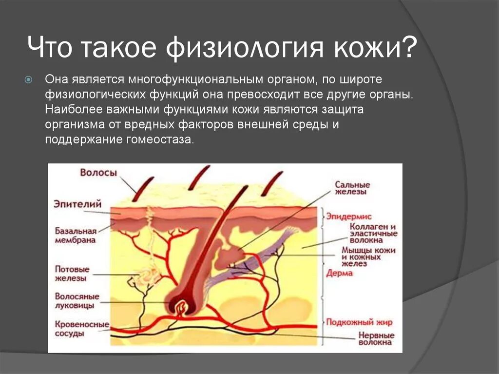 Кожа и ее строение тест. Строение и физиология кожи. Структура кожи. Строение кожи анатомия. Физиологические функции кожи.