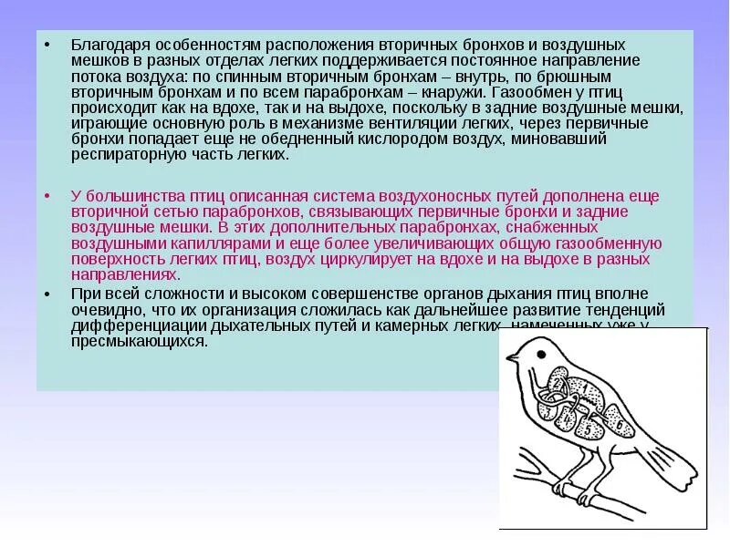 Воздушные мешки у птиц. Парабронхи у птиц. Воздушные мешки у птиц расположены. Система дыхания птиц.