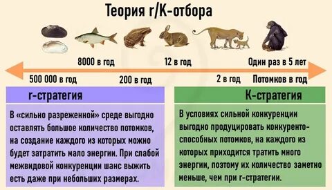 R стратегия размножения