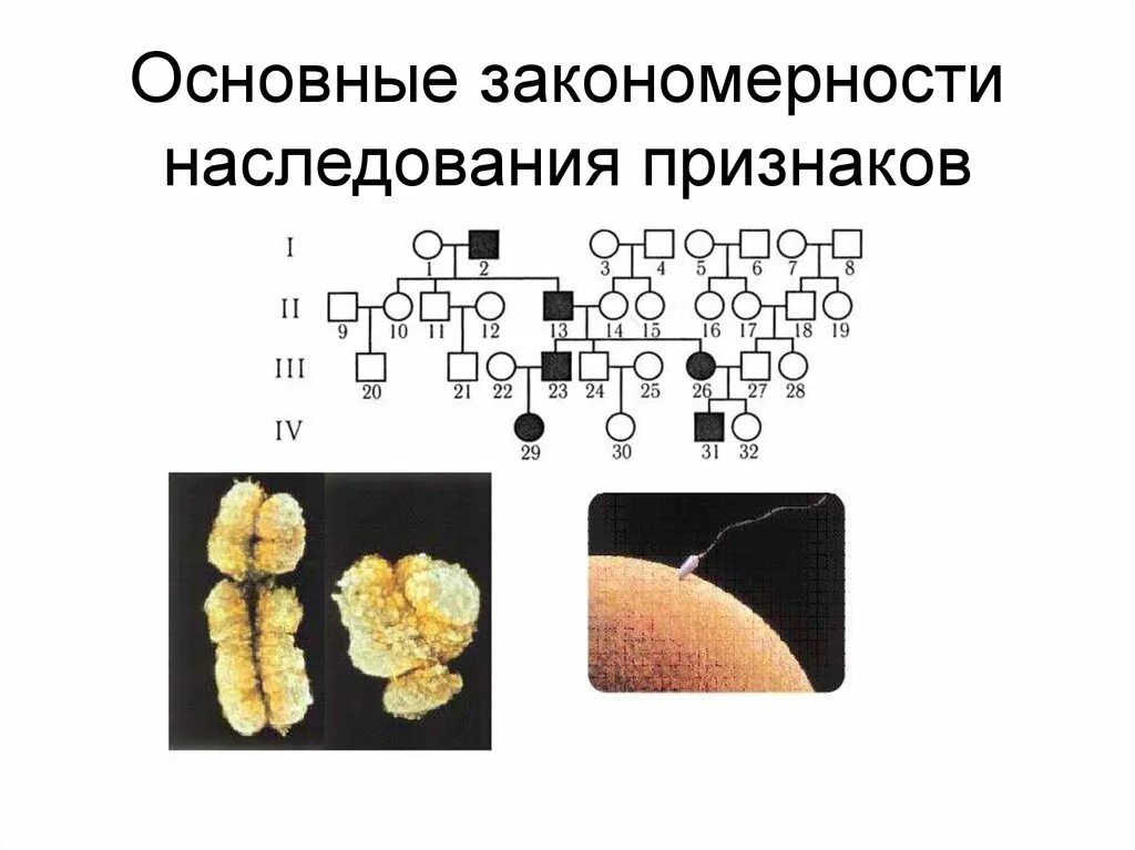 Закономерности наследования признаков. Закономерности наследования. Хромосомная теория наследственности. Хромосомная теория наследственности. Типы наследования признаков. Основные закономерности наследования признаков. Закономерности наследования признаков 10 класс