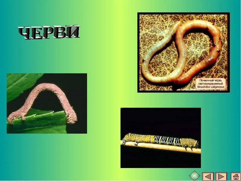 Р т н ы х