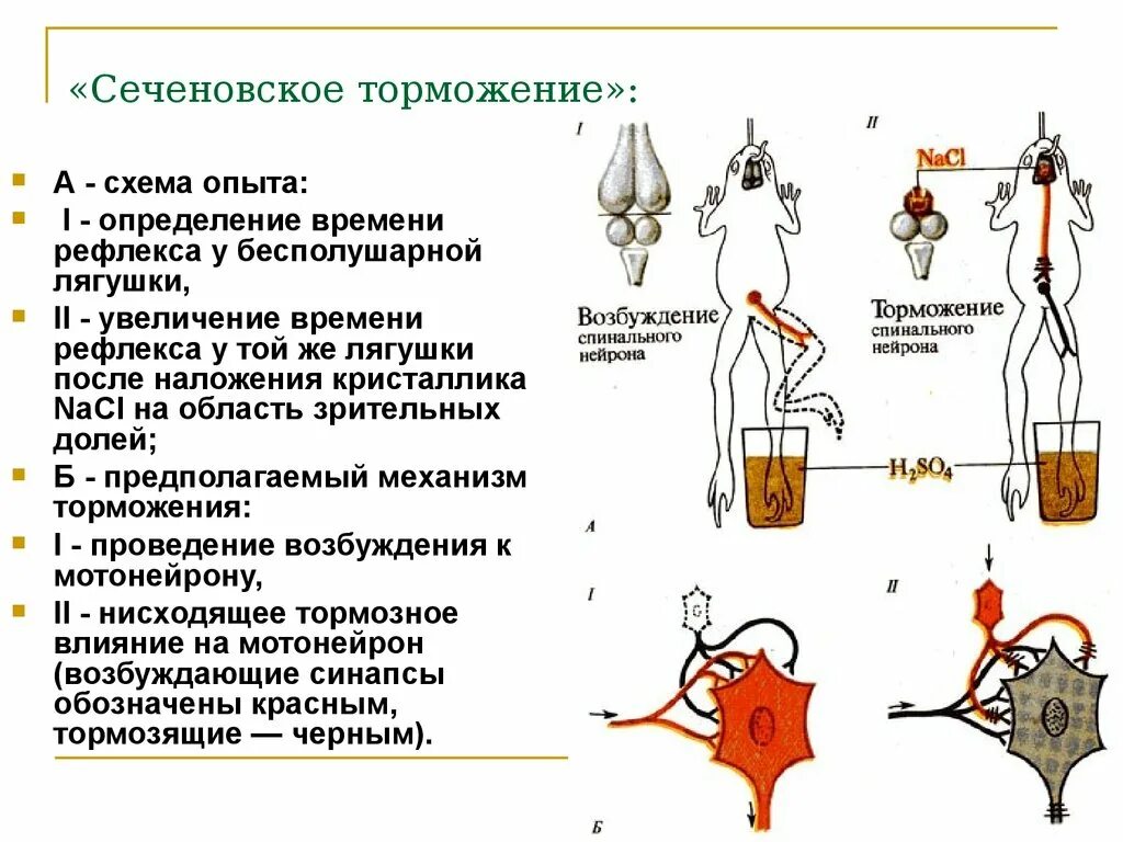 Опыт Сеченова центральное торможение. Схема Сеченовского торможения физиология. Схема опыта Сеченова торможение. Сеченов торможение опыт.