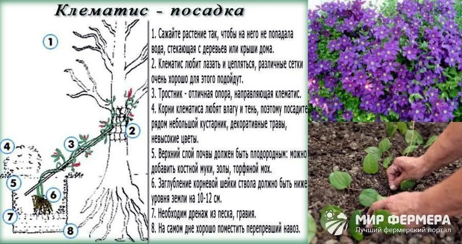 Высота саженца розы 10 см какой высоты. Клематисы корневая. Клематис посадка. Клематисы посадка уход клематисы посадка уход. Цветок клематис посадка.