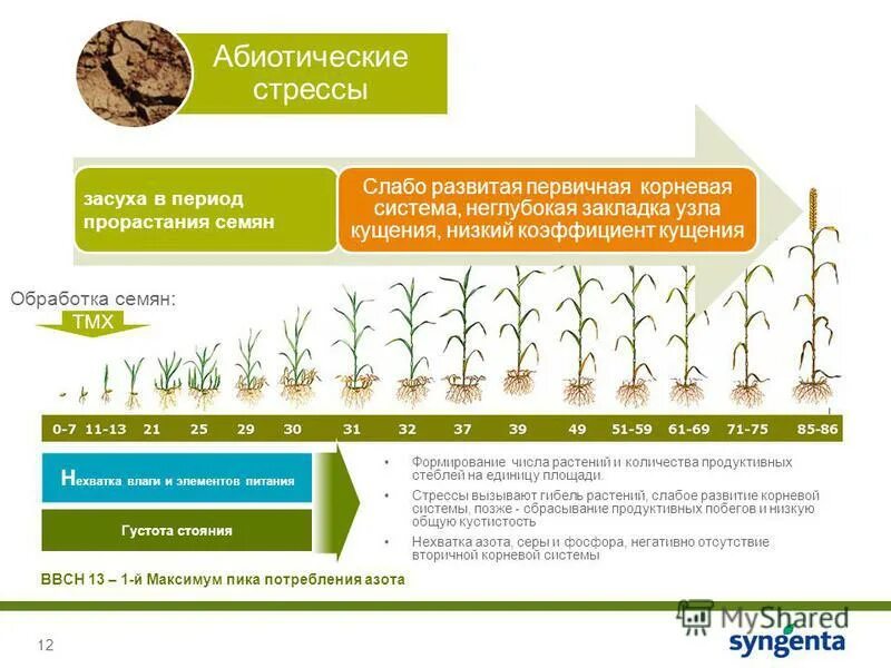 Производительность зерна