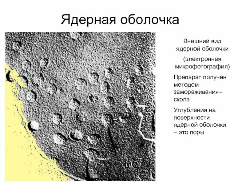 Наружная ядерная мембрана. Образуется ядерная оболочка. Образуется ядерная оболочка. Телофаза животной клетки. Образуется ядерная оболочка.