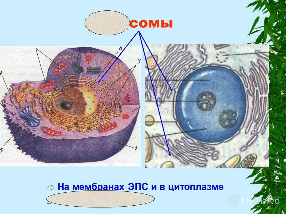 строение и процессы жизнедеятельности животной клетки. цитоплазма внутренняя полужидкая среда клетки. строение клетки 10 класс. клетка основа строения и жизнедеятельности организмов. процессы жизнедеятельности растительной клетки таблица.