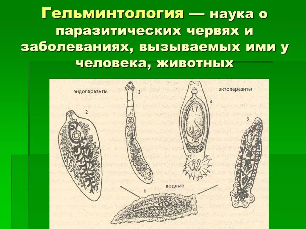 7 червей 6 червей. Медицинская гельминтология ленточные черви. Медицинская гельминтология Тип плоские черви. Медицинская гельминтология класс сосальщики. Гельминтология черви паразиты аскаридоз.