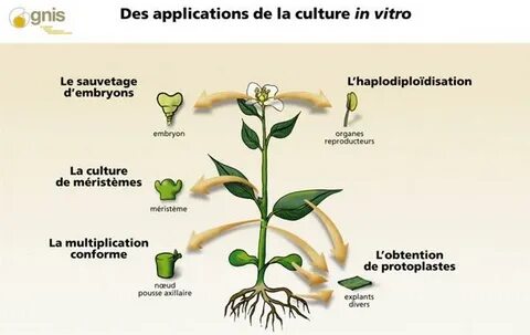 Morphogenesis латынь