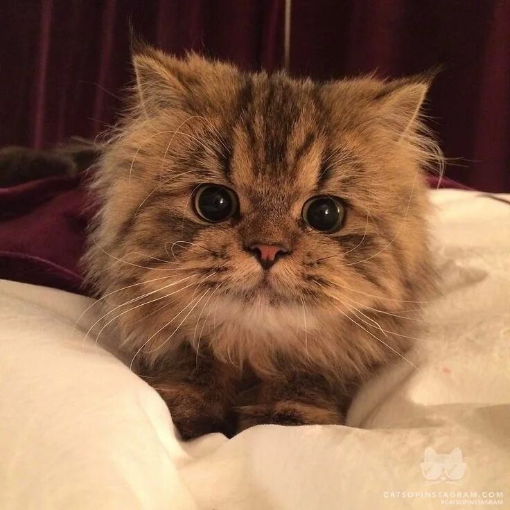 Cat dan