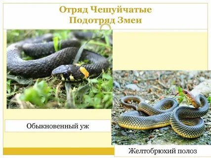 Животных относятся к отряду чешуйчатые